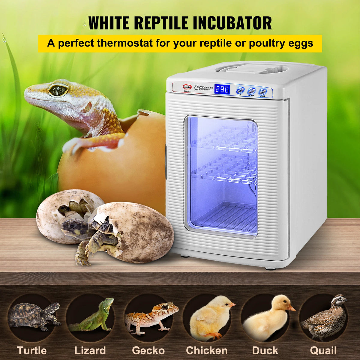 Automatic Reptile Incubator For Snakes And Turtles With Thermostat Control