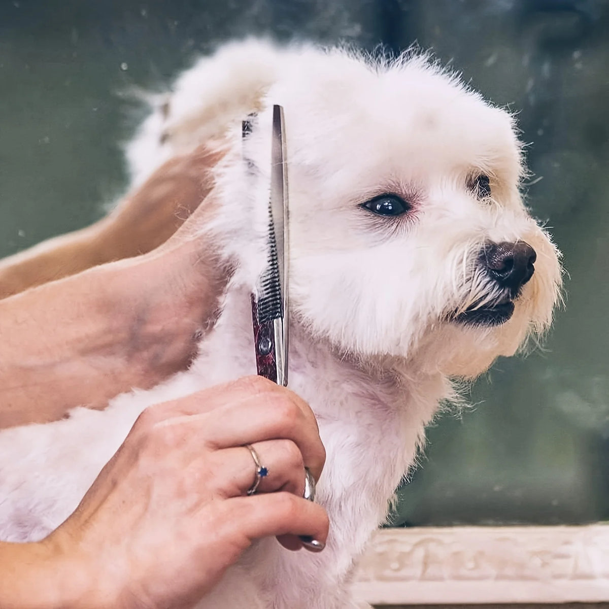 4CR Stainless Steel Dog Grooming Scissors With Rounded Safety Tips